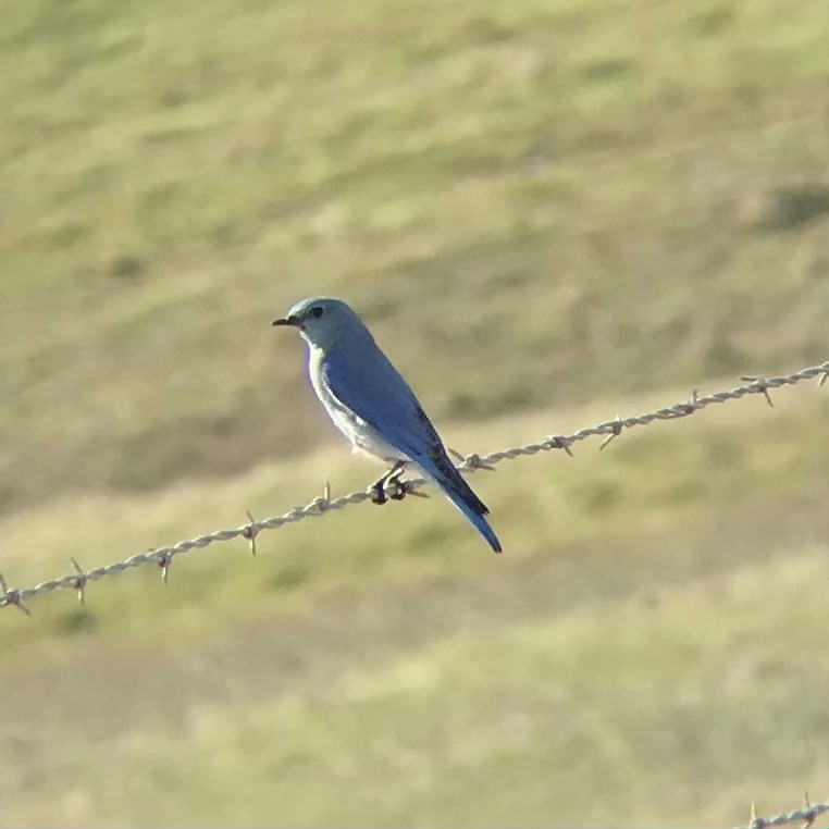 Mountain Bluebird - ML413602571