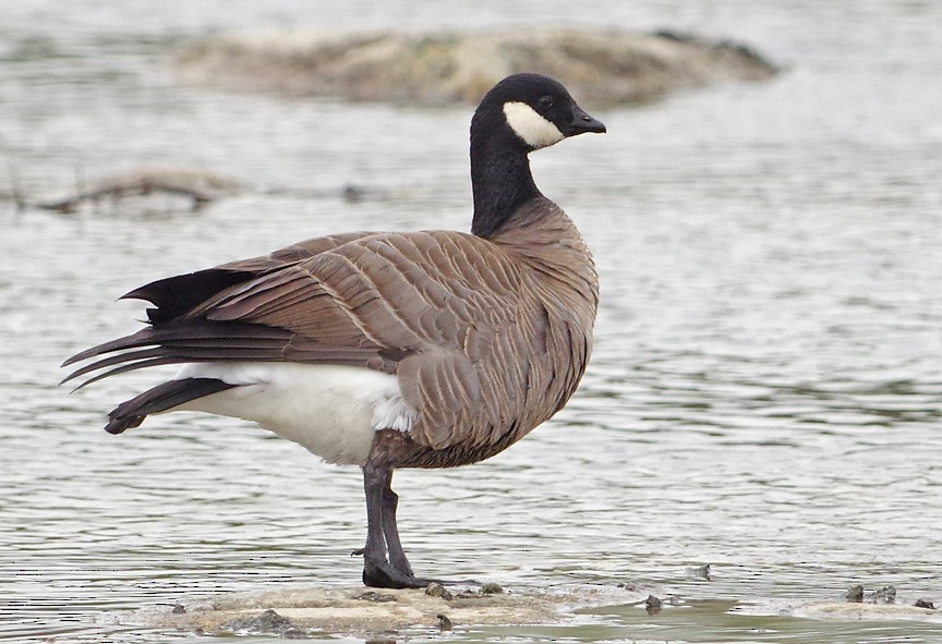 Cackling Goose - ML413602751