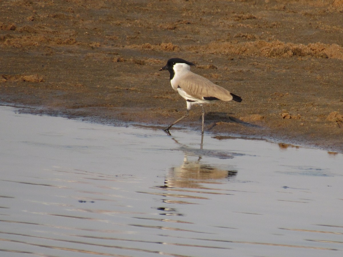 River Lapwing - ML41360371