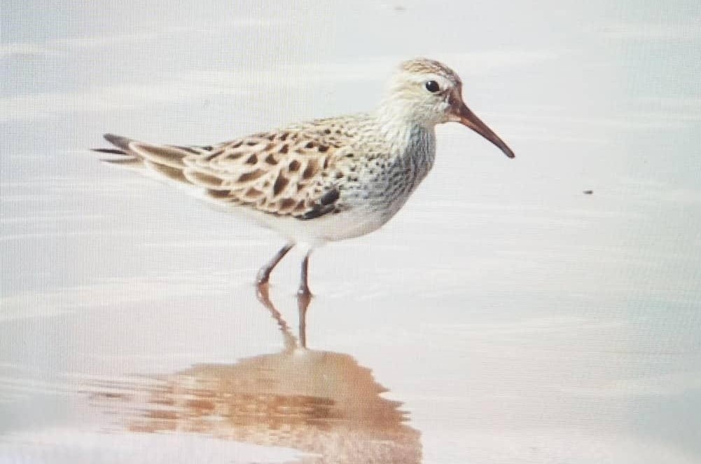 White-rumped Sandpiper - RJ Baltierra