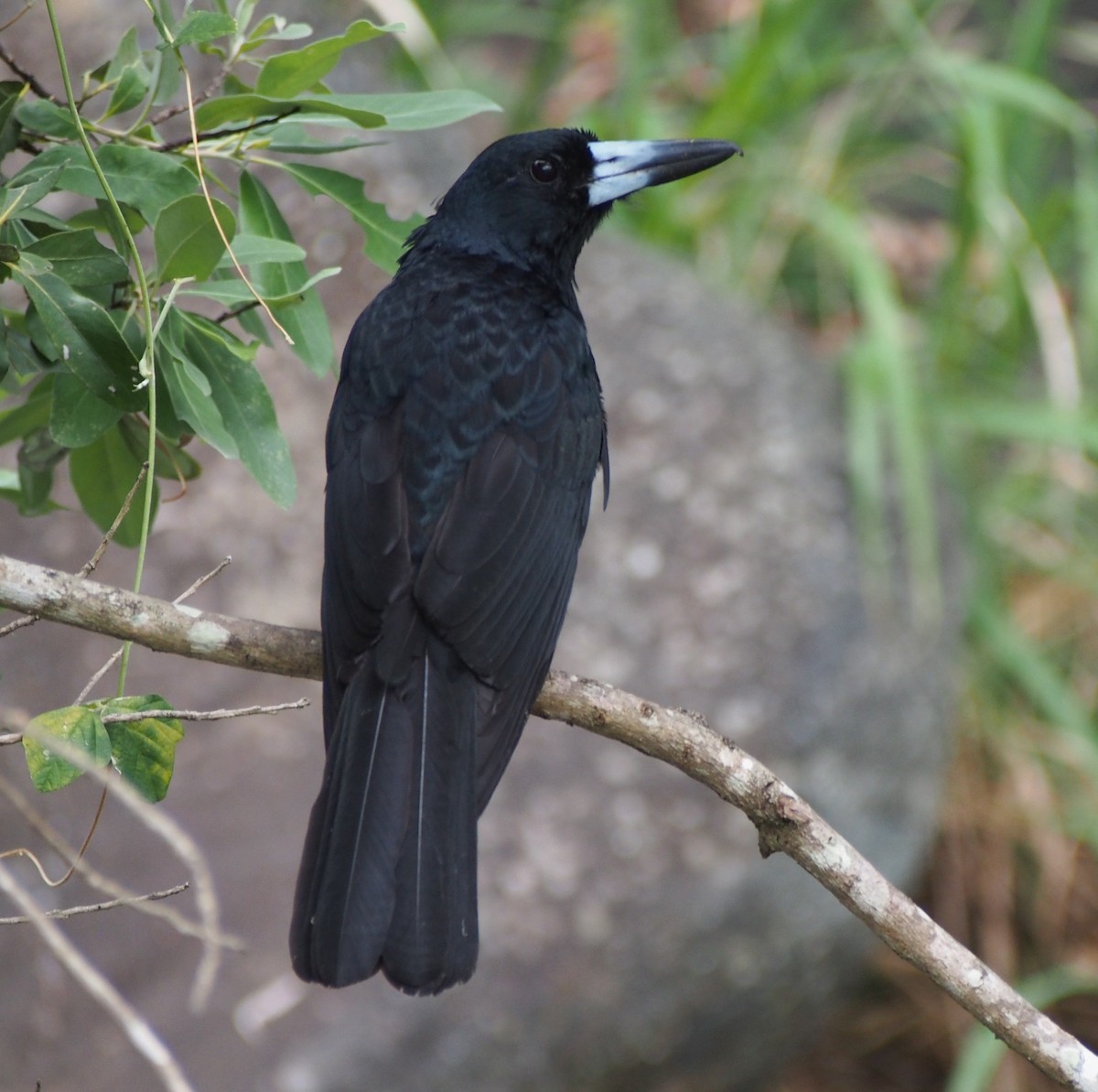 Black Butcherbird - Louise L. Gomez