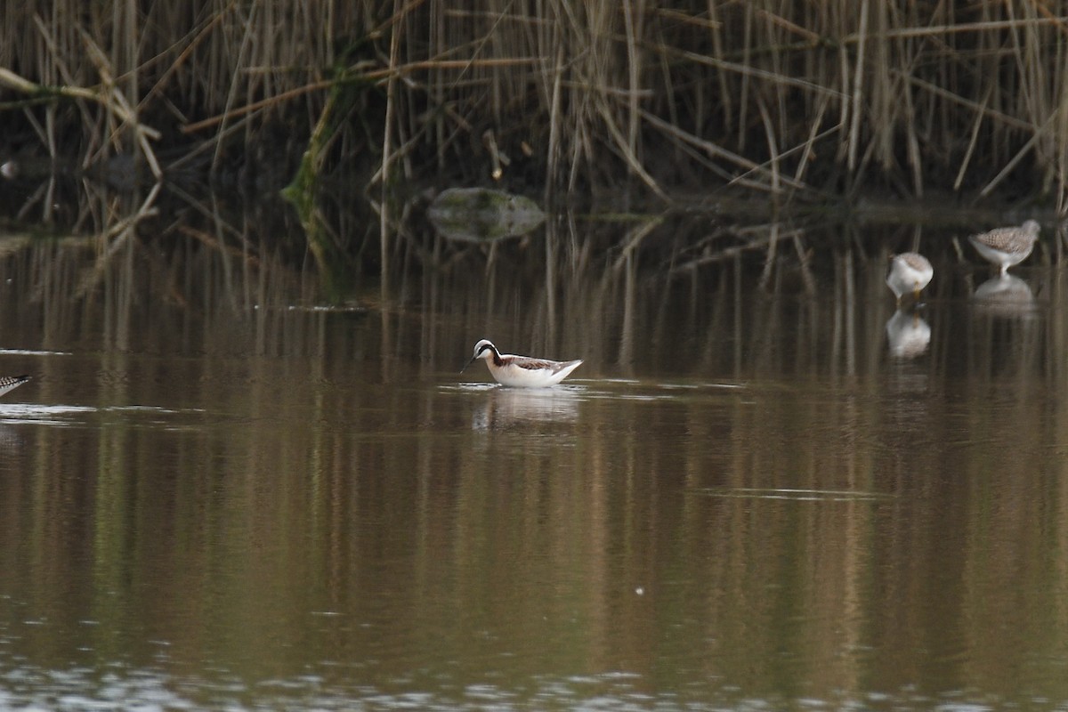 hvithalesvømmesnipe - ML413604961