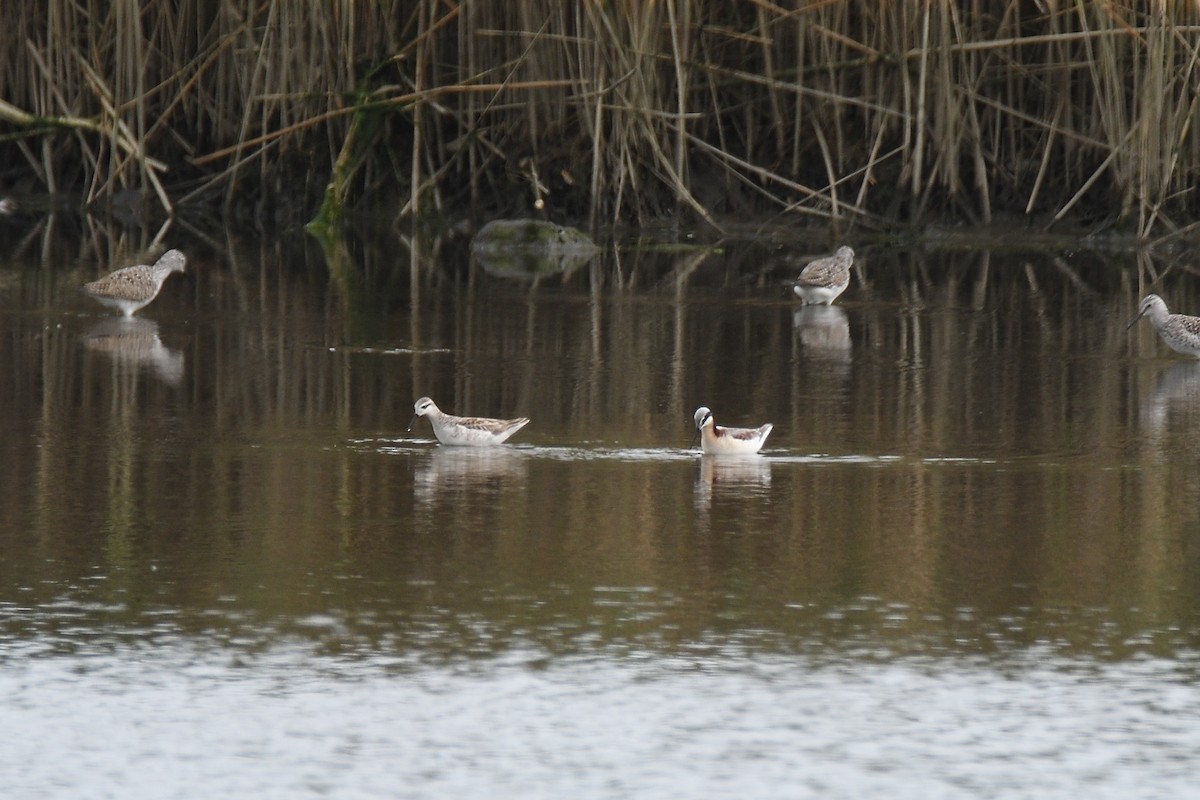 hvithalesvømmesnipe - ML413604971