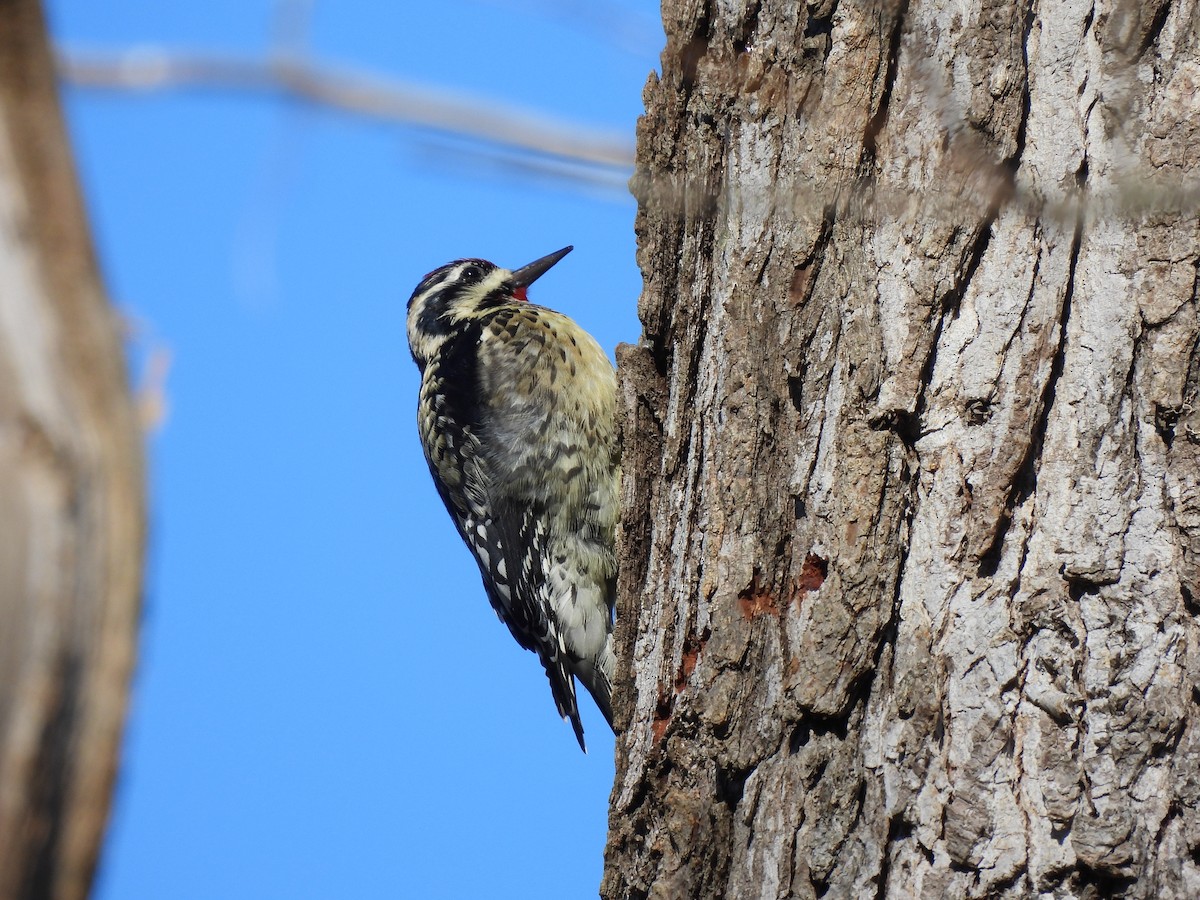 Yellow-bellied Sapsucker - ML413605201