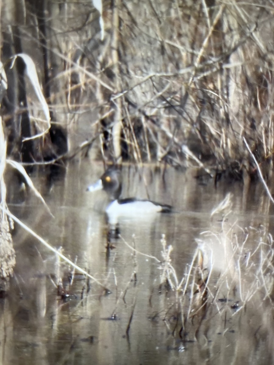 Ring-necked Duck - ML413606161
