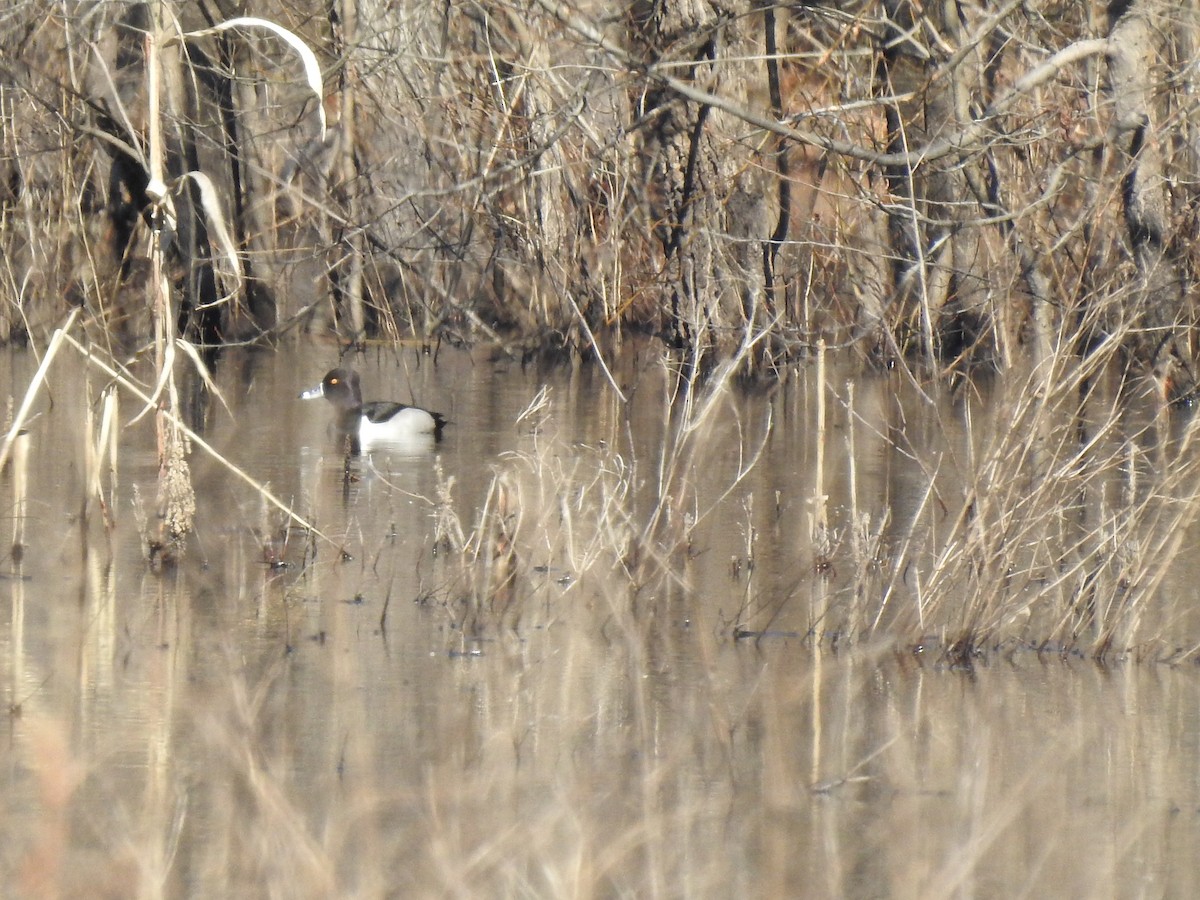 Ring-necked Duck - ML413606171