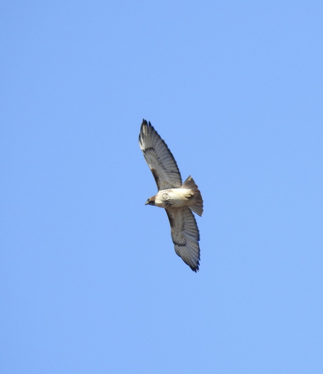 Red-tailed Hawk - ML413606191
