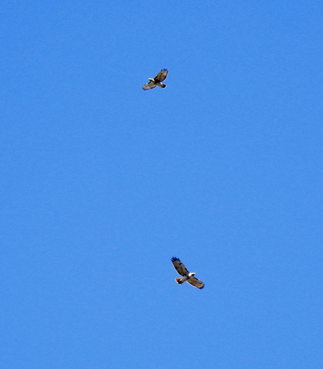 Red-tailed Hawk - ML413606201