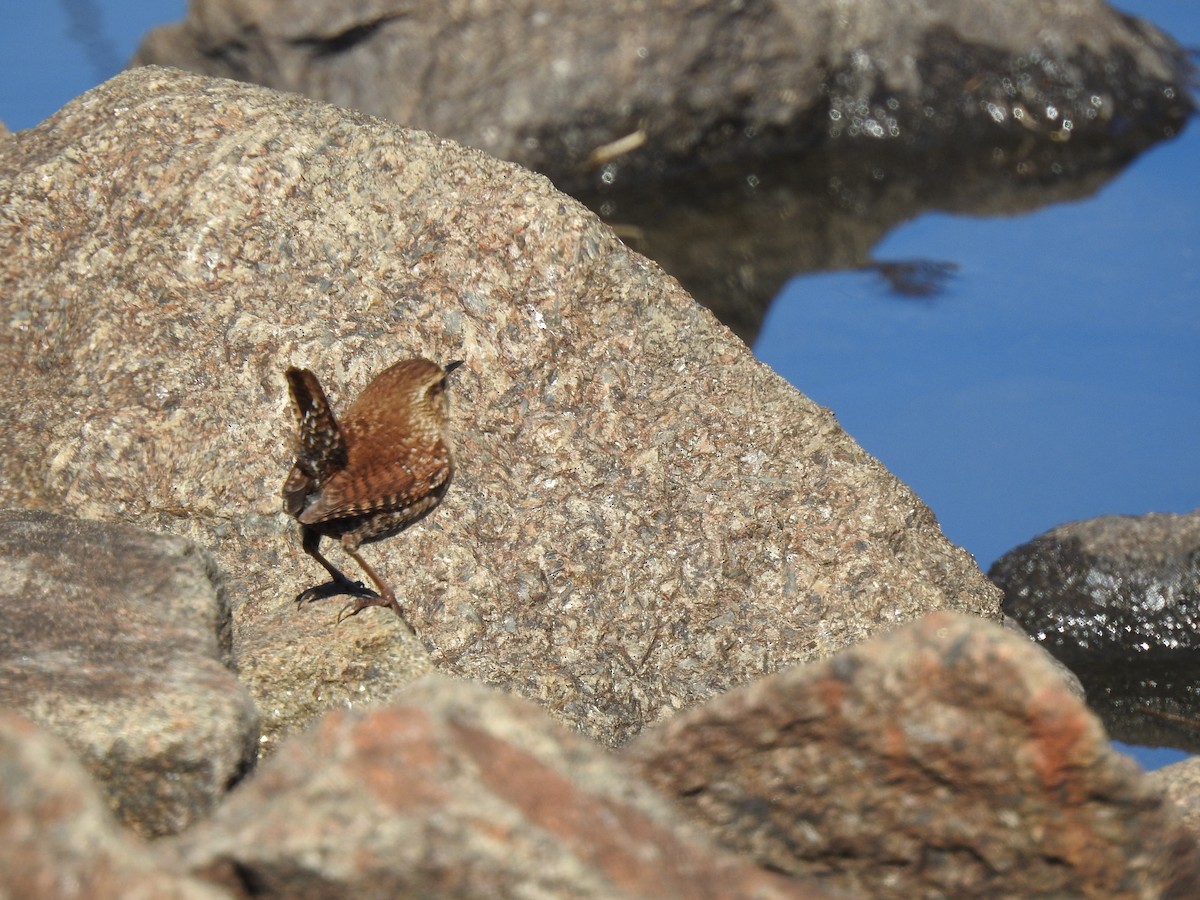 Winter Wren - ML413606351