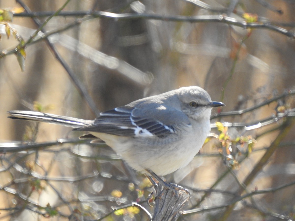 Northern Mockingbird - ML413606391