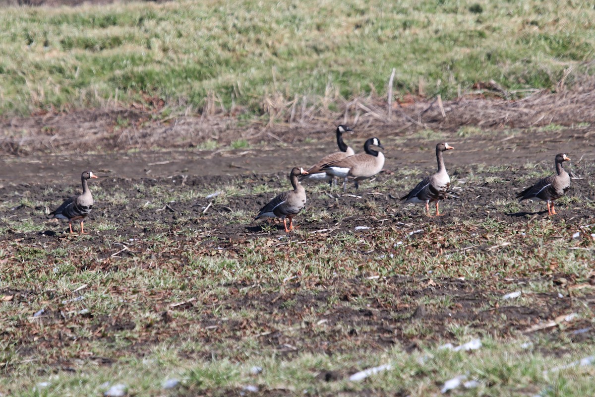 Greater White-fronted Goose - ML413606491