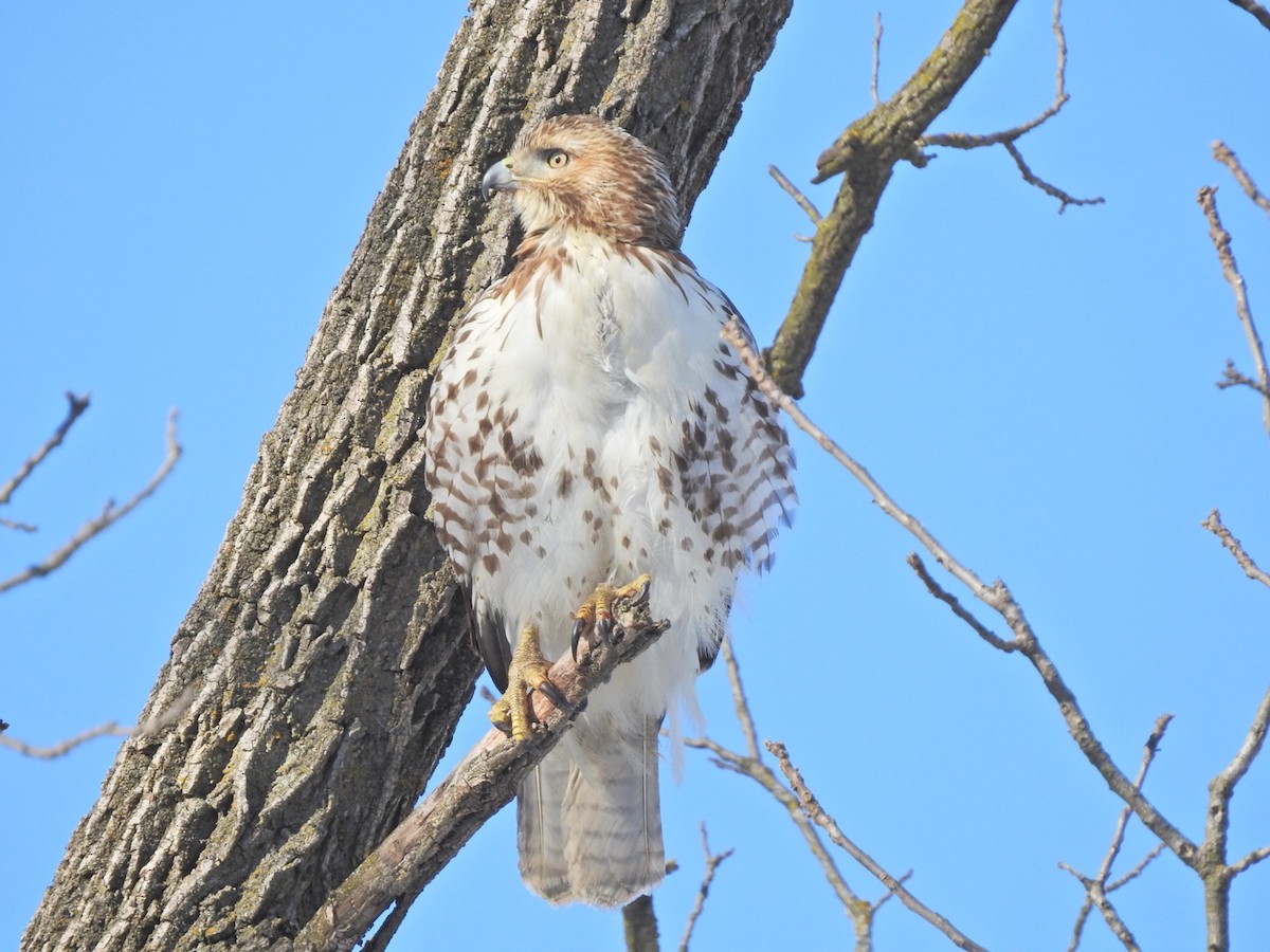Red-tailed Hawk - ML413606531