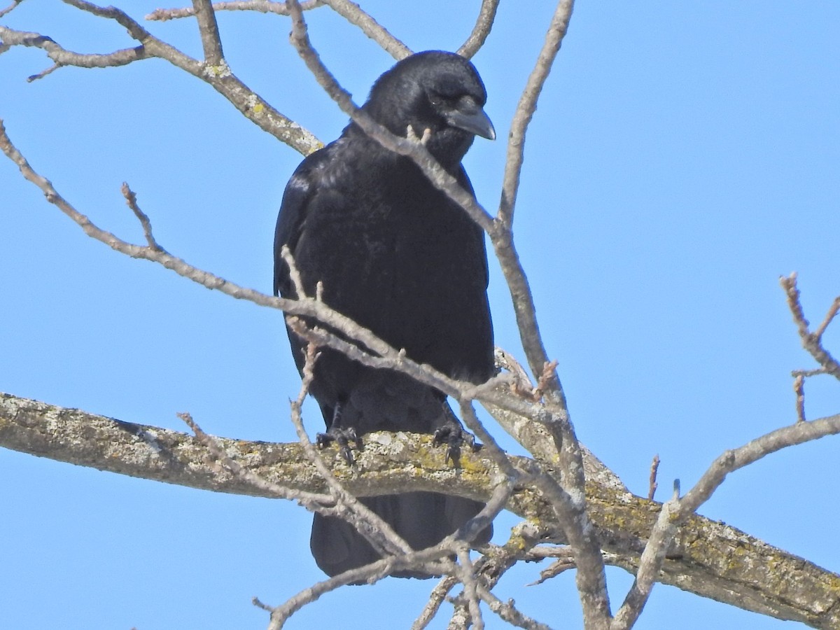 American Crow - ML413606611