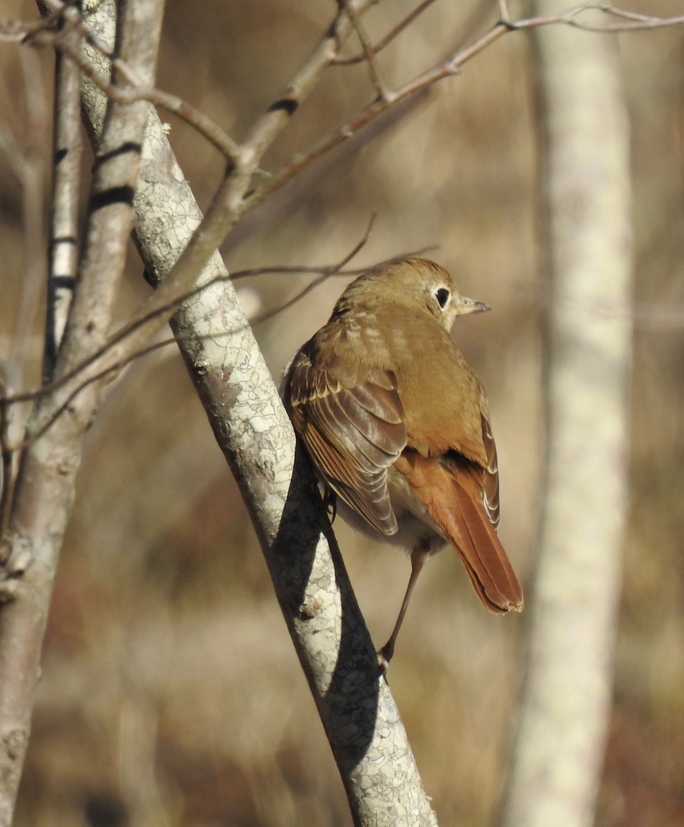 Hermit Thrush - ML413606641