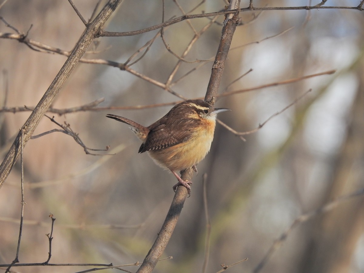 Carolina Wren - ML413606661