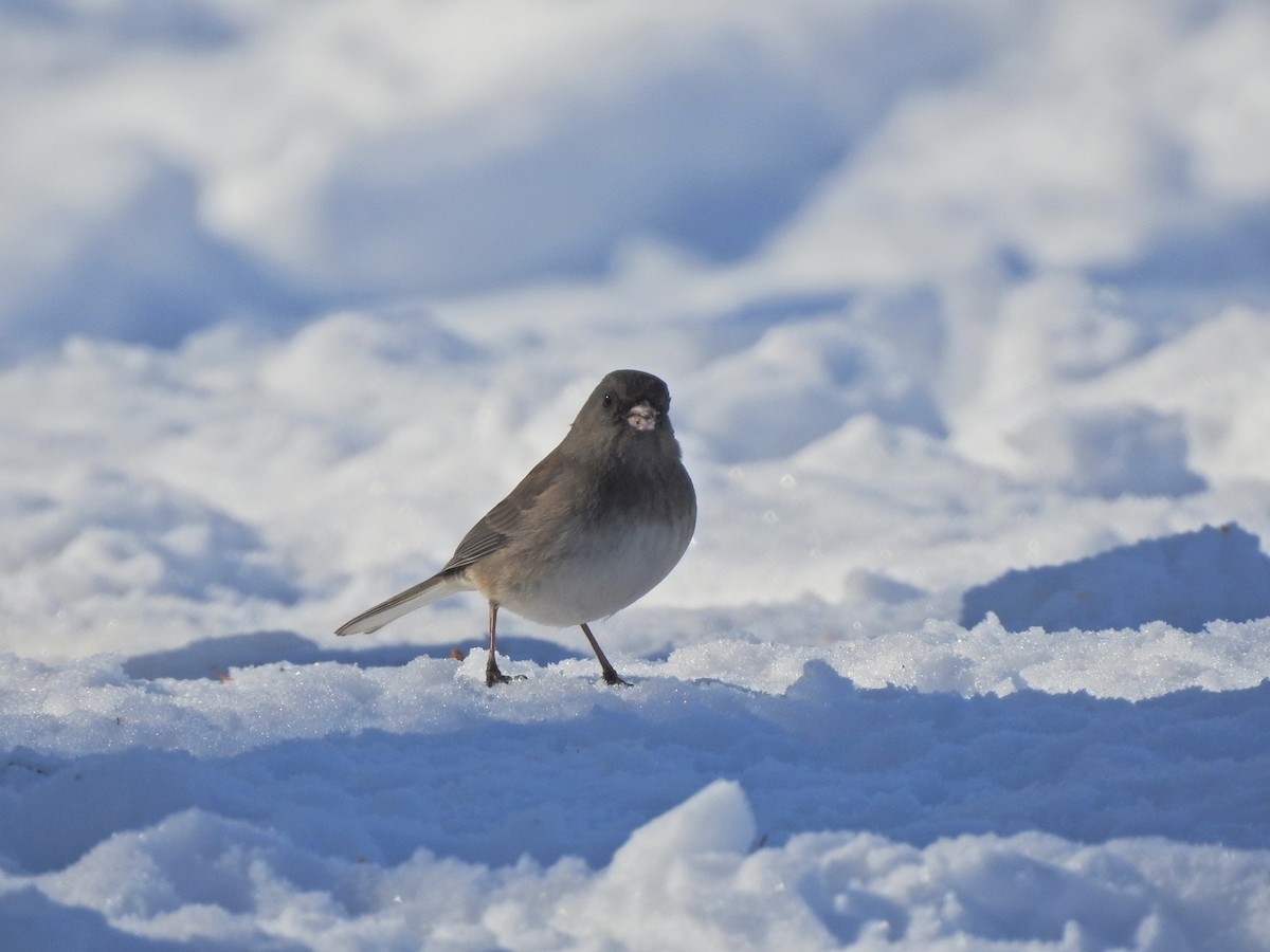 Dark-eyed Junco - ML413606741