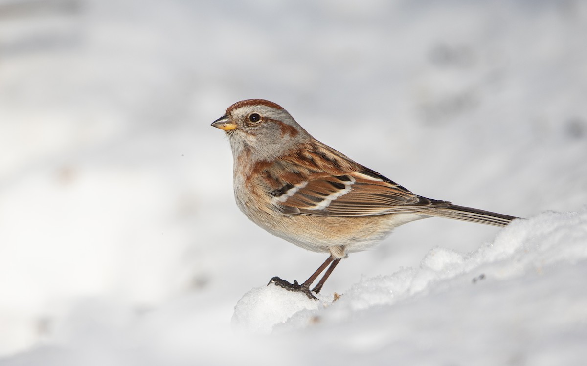 American Tree Sparrow - ML413607271