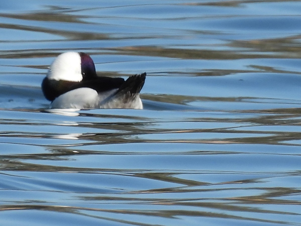 Bufflehead - ML413608341