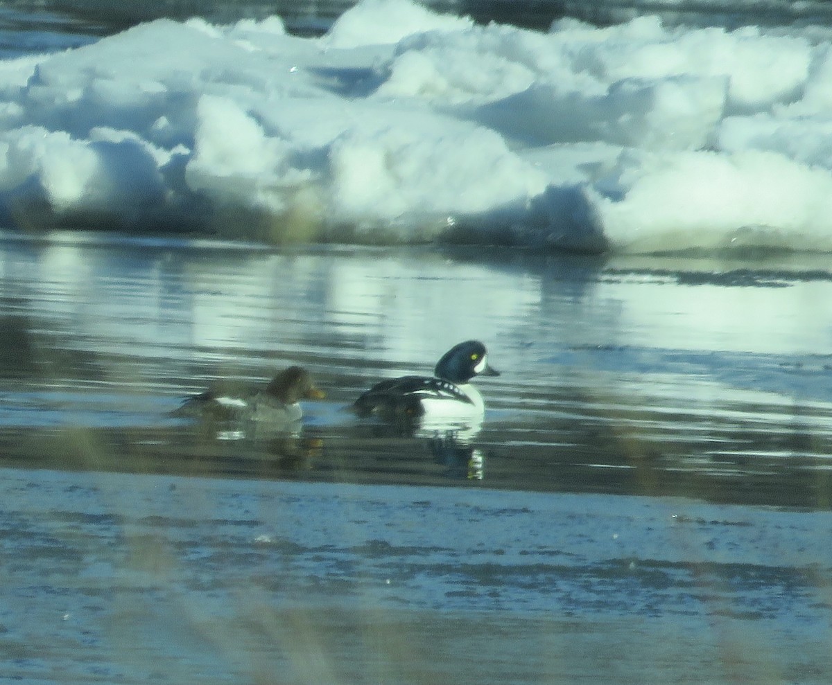 Barrow's Goldeneye - ML413609681