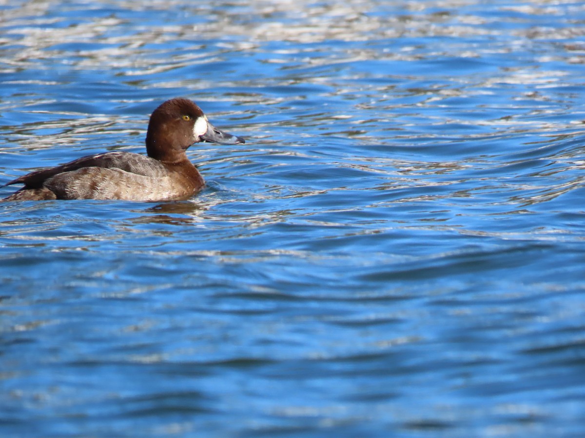 Greater Scaup - ML413611541