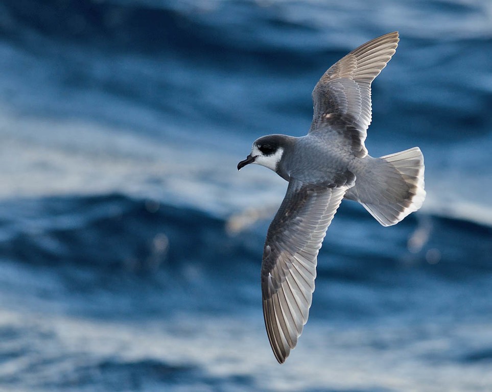 Blue Petrel - Tim Bawden