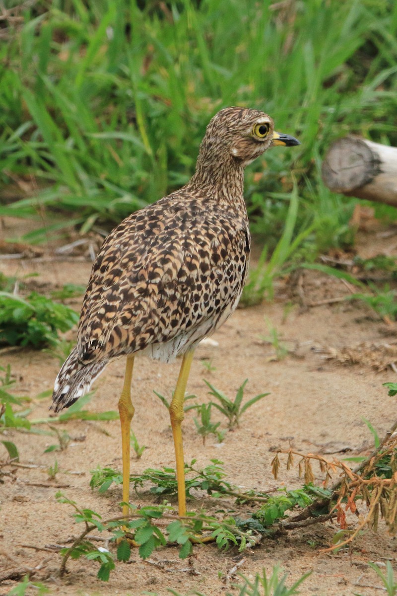 Spotted Thick-knee - Phil Stouffer
