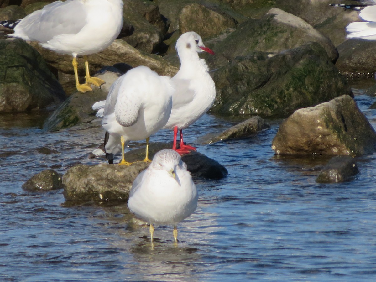 Gabbiano comune - ML413616401