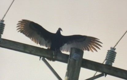 Turkey Vulture - ML413618341