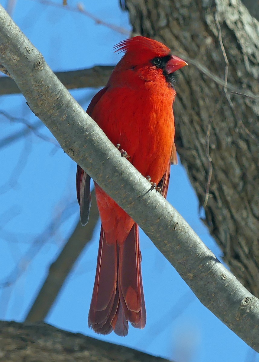 Northern Cardinal - ML413618761