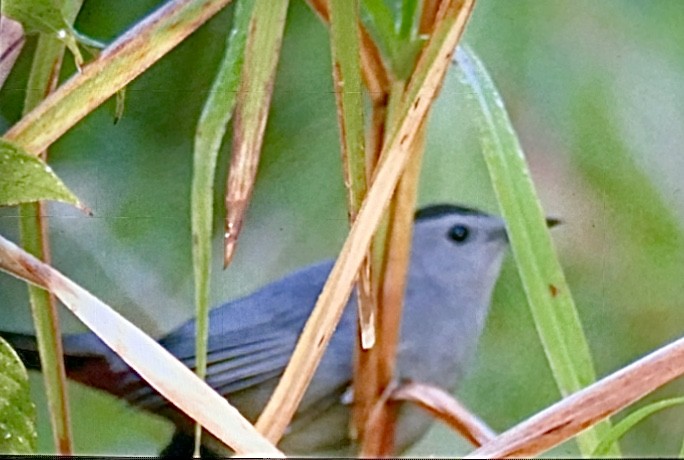 Gray Catbird - ML413619591