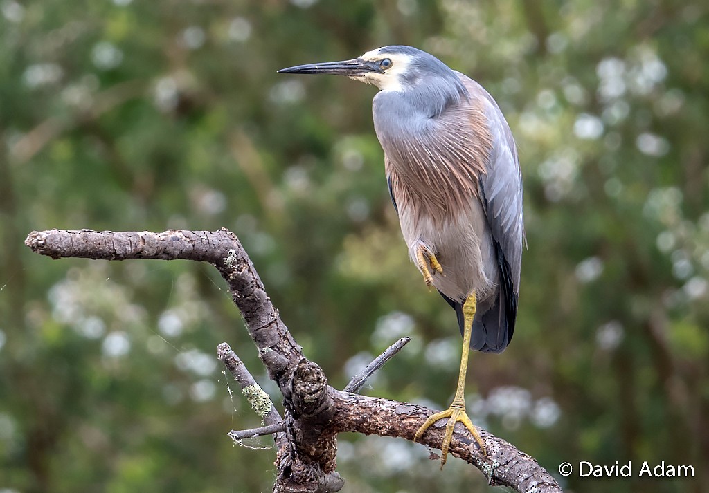 White-faced Heron - ML41362001