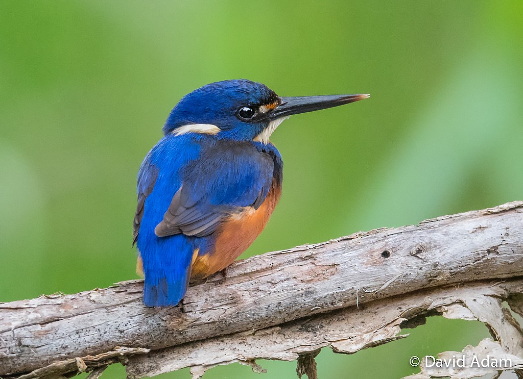 Azure Kingfisher - ML41362031