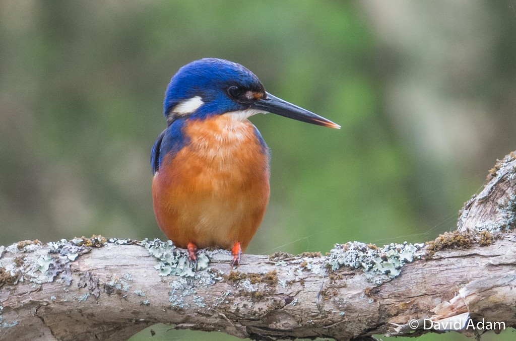 Azure Kingfisher - ML41362071