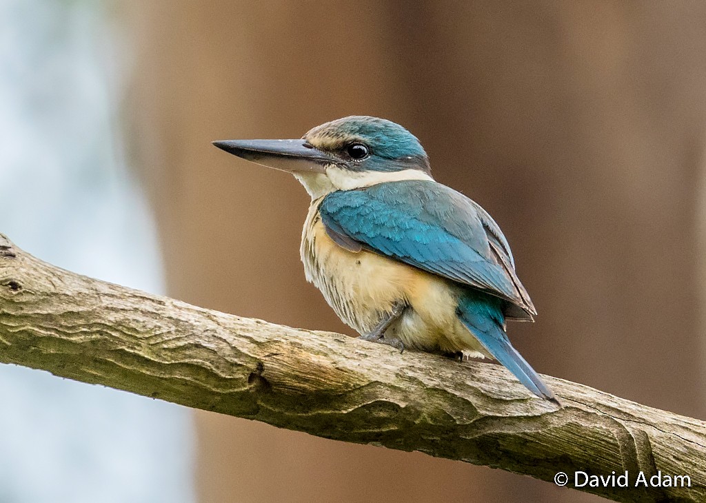 Sacred Kingfisher - ML41362091