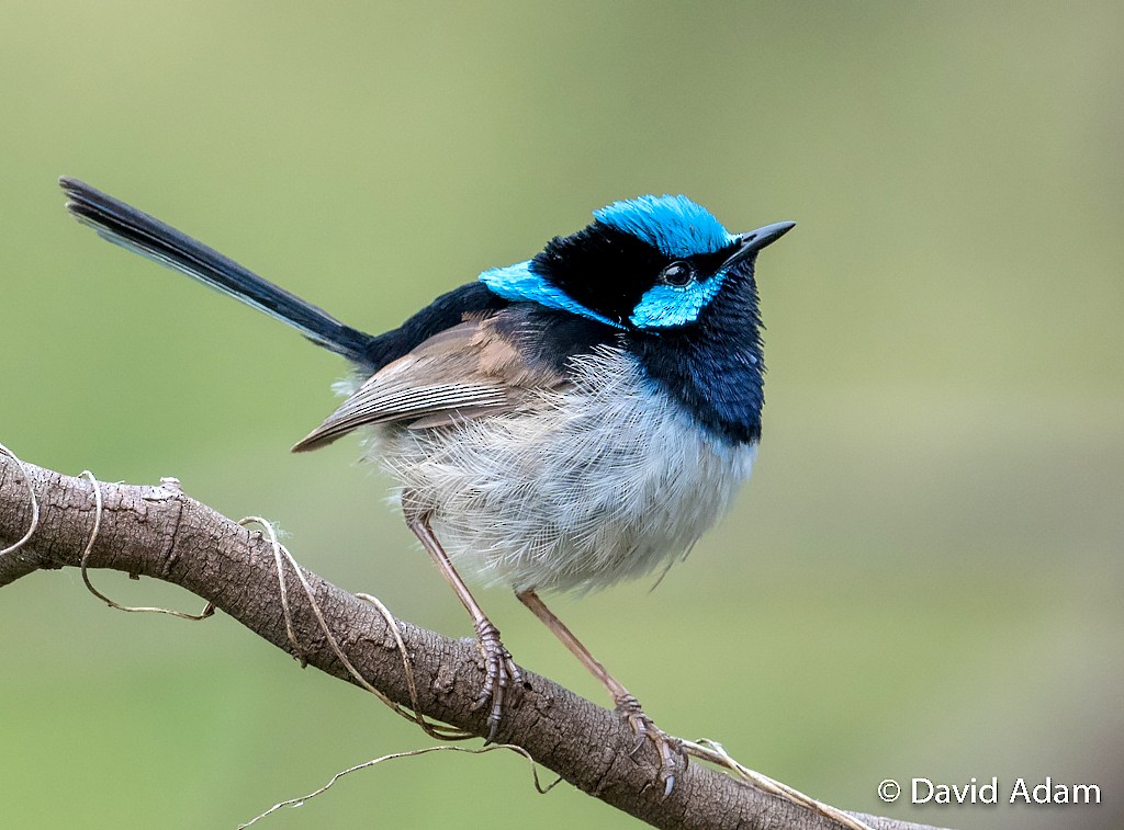 Superb Fairywren - David Adam