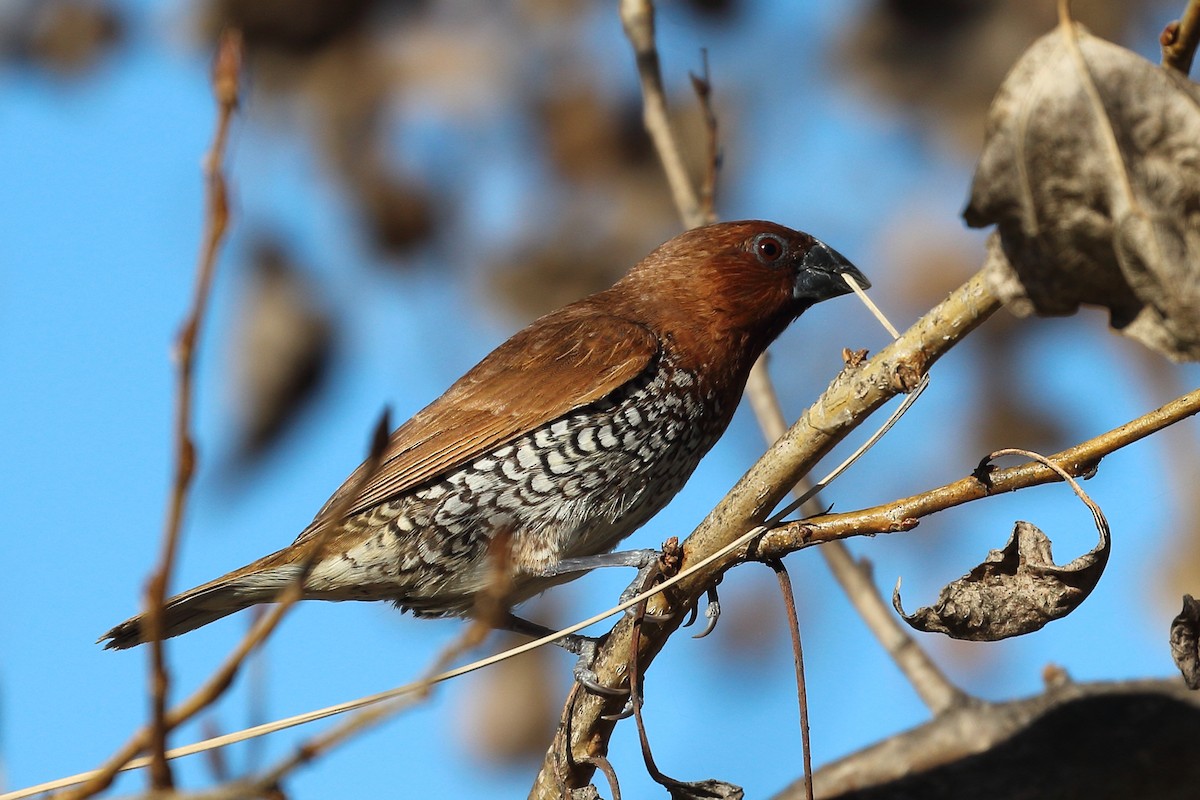 Scaly-breasted Munia - Jeffrey Fenwick