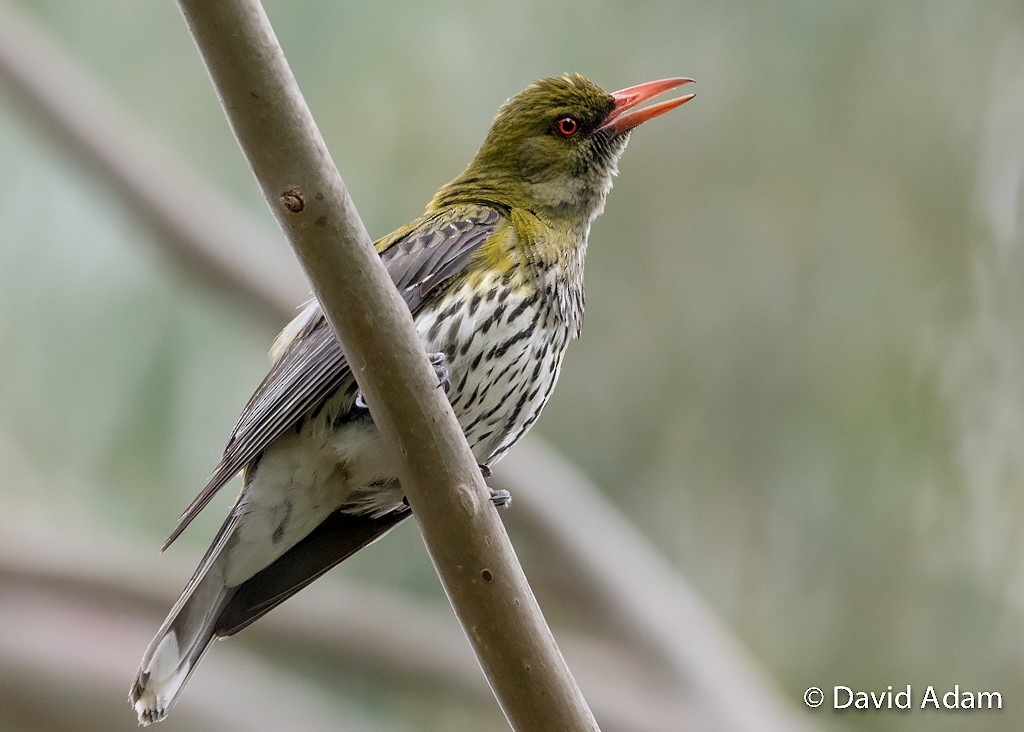 Olive-backed Oriole - David Adam
