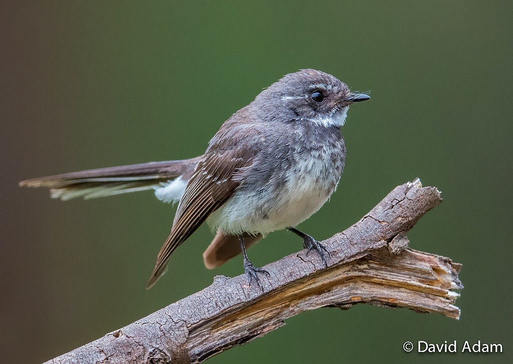 Gray Fantail - ML41362151