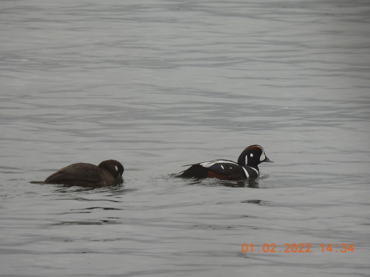 Harlequin Duck - ML413622931