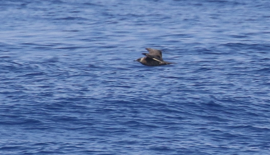 Pomarine Jaeger - Michael Woodruff