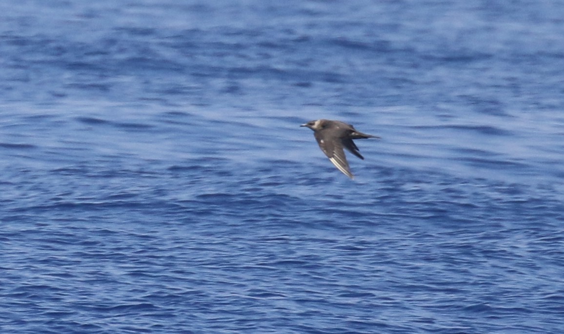 Pomarine Jaeger - Michael Woodruff