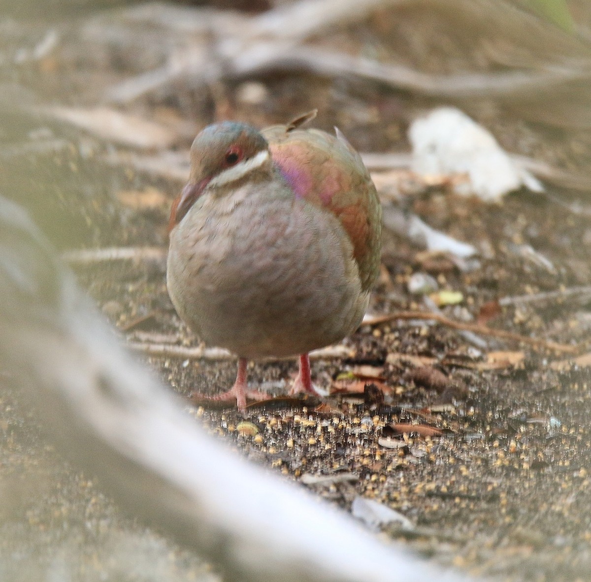 Key West Quail-Dove - ML413625021