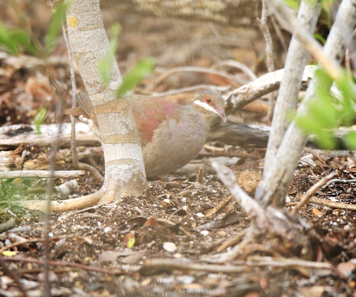 Key West Quail-Dove - ML413625051
