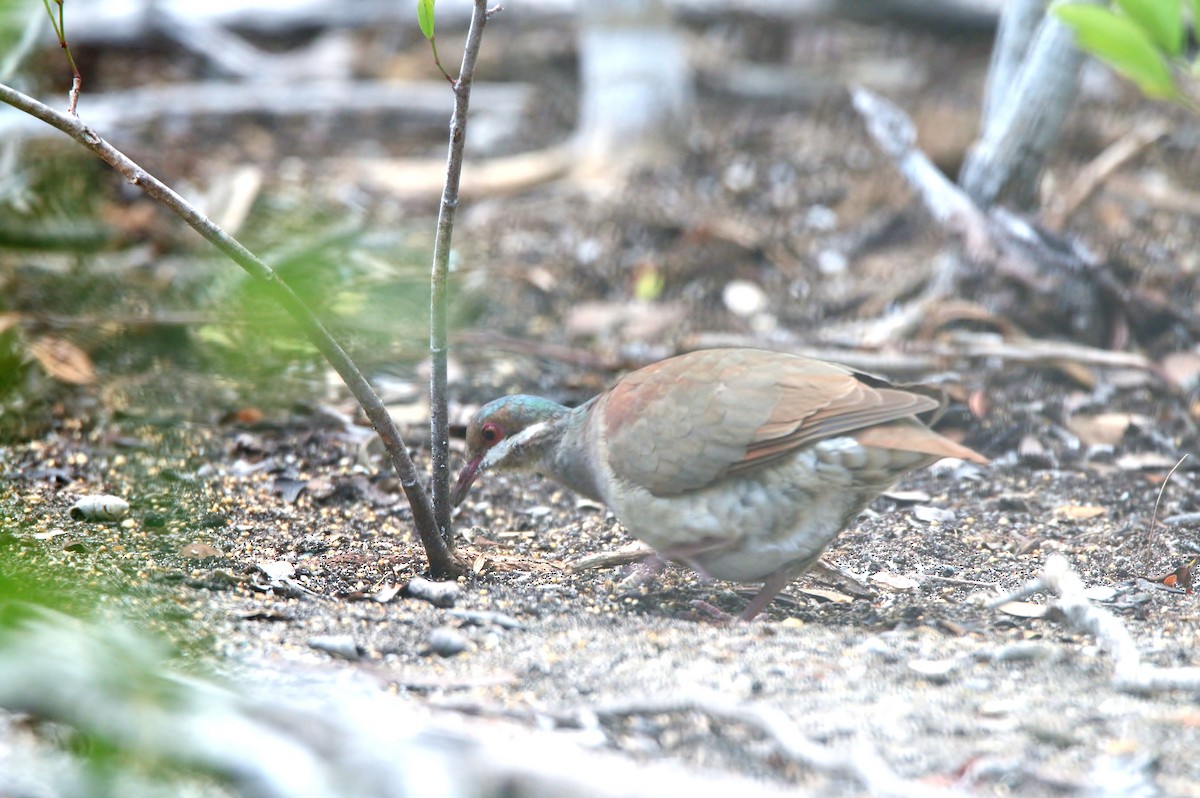 Key West Quail-Dove - ML413625081