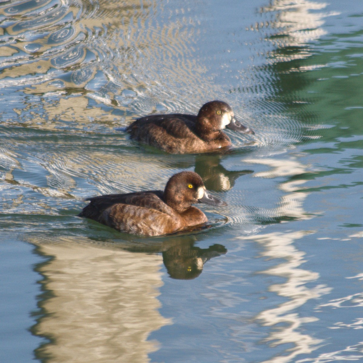 Greater Scaup - ML413625211