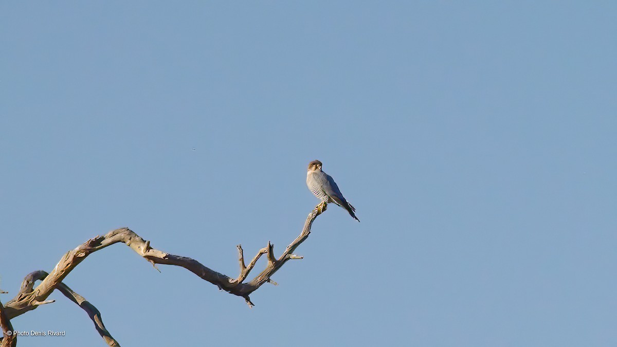 Red-necked Falcon - ML413626891