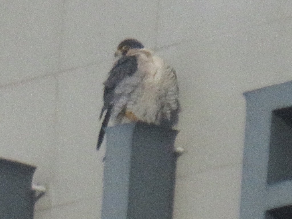 Peregrine Falcon - ML413627041