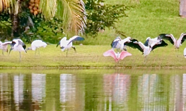 Wood Stork - ML413627261