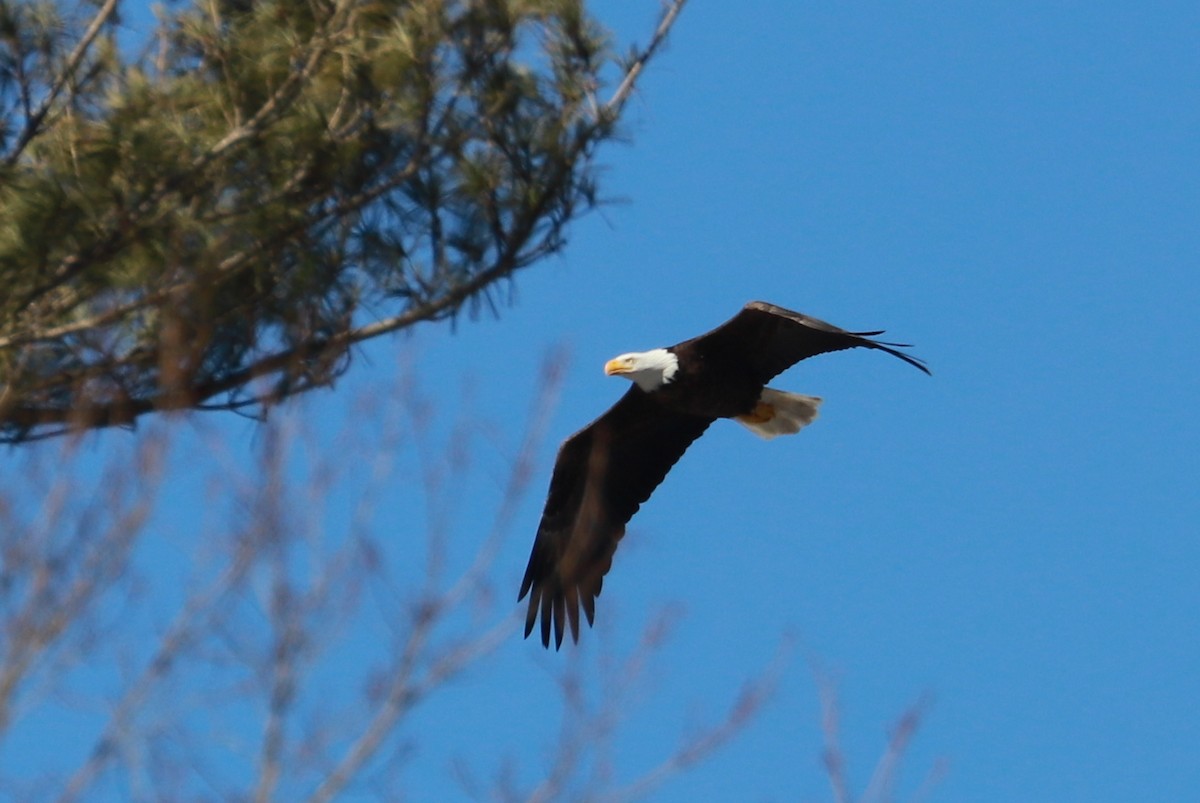 Bald Eagle - ML413627531