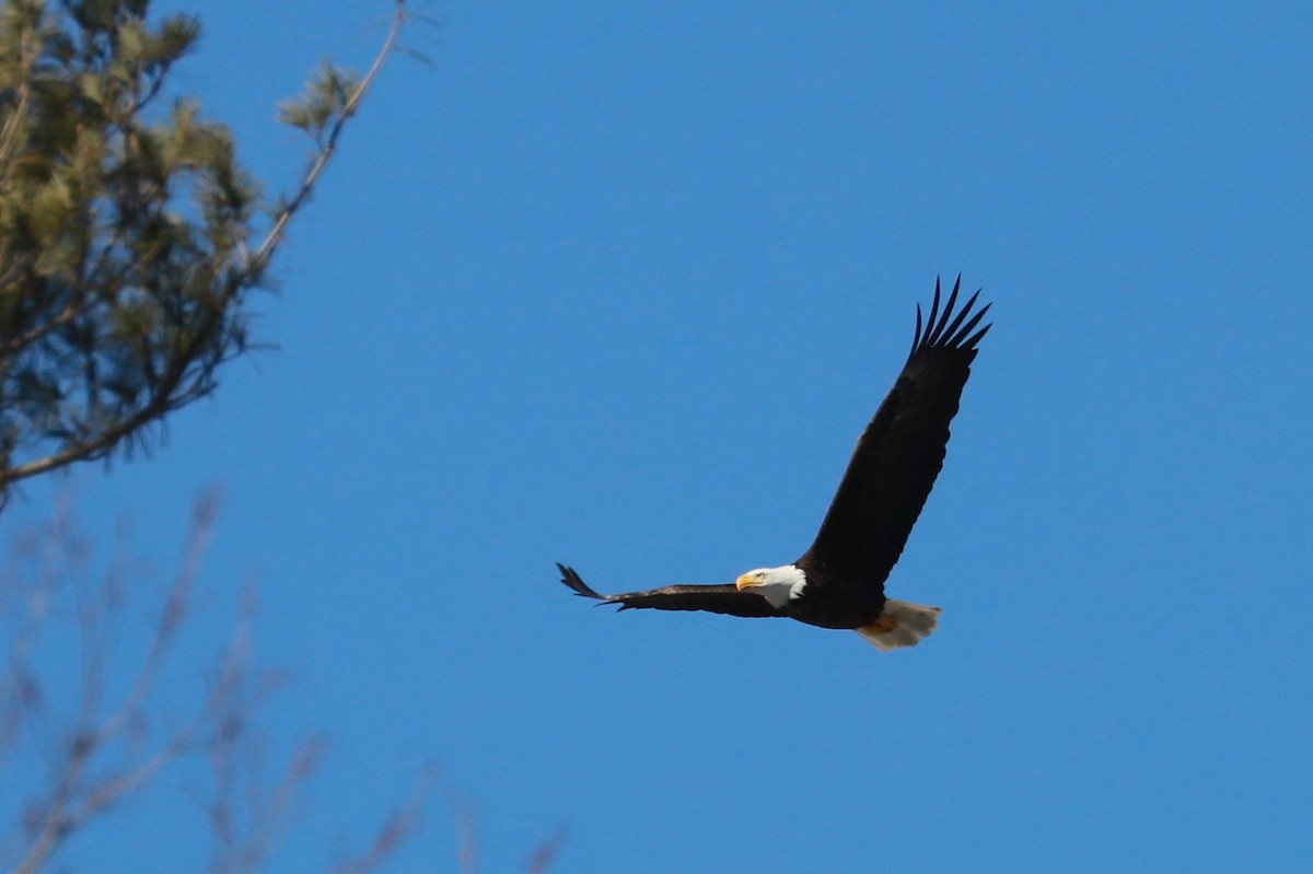 Bald Eagle - ML413627551